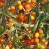 Hippophae rhamnoides 'Leikora' 30-40 RP2L