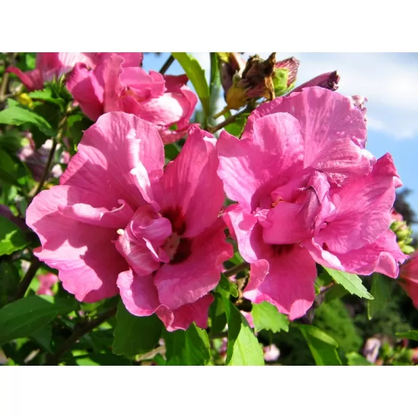 Hibiscus syriacus Duc de Brabant 40-60 C4L
