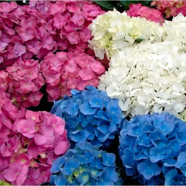 Hydrangea macrophylla 'MIX BAREV 30-40 C5L - hortenzie