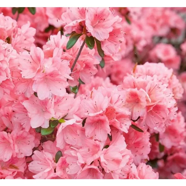 Azalea (J) 'Blaauw's Pink' 20-30 C3L