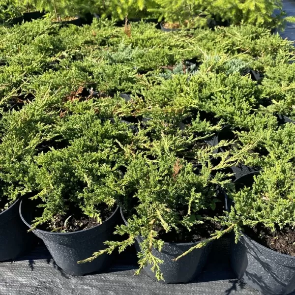 Juniperus hor. Prince od Wales 30-40 C2L