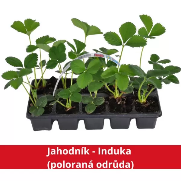 Jahodník - Induka (poloraná odrůda)