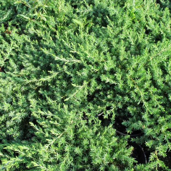 Juniperus conferta Blue Pacific km40 C9L