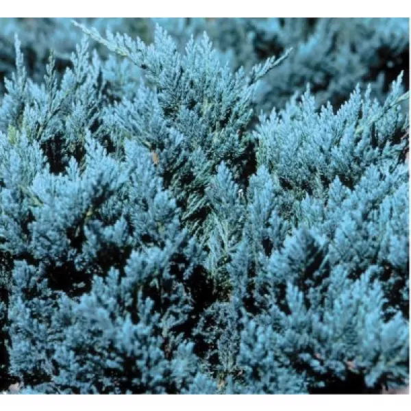 Juniperus hor. Blue Chip 20-30 C2L