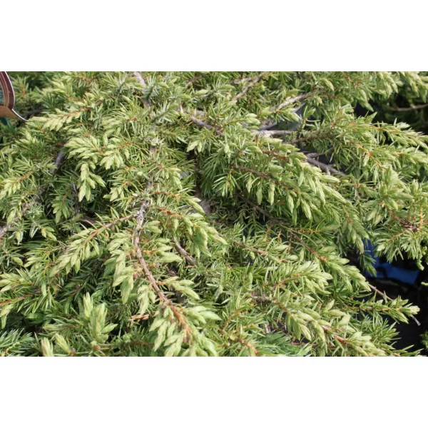 Juniperus comm. Green Carpet 20-30 C2L
