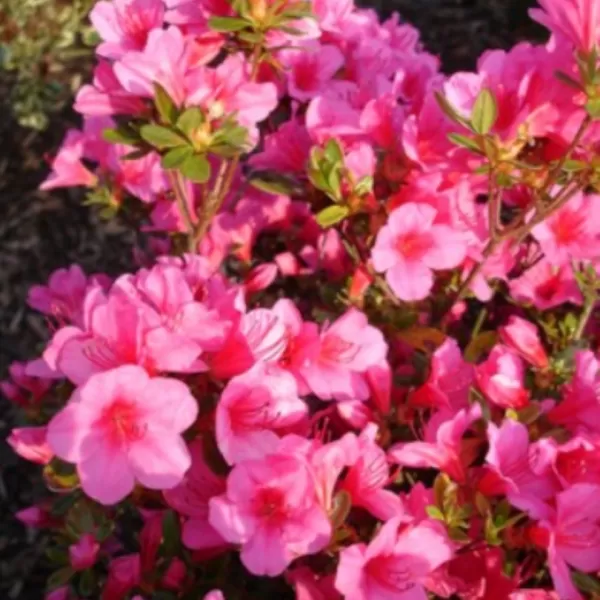 Azalea (J) 'Amoena' 25-30 C4L