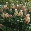 Hydrangea paniculata 'Pink Diamond' km.100c C 10 L