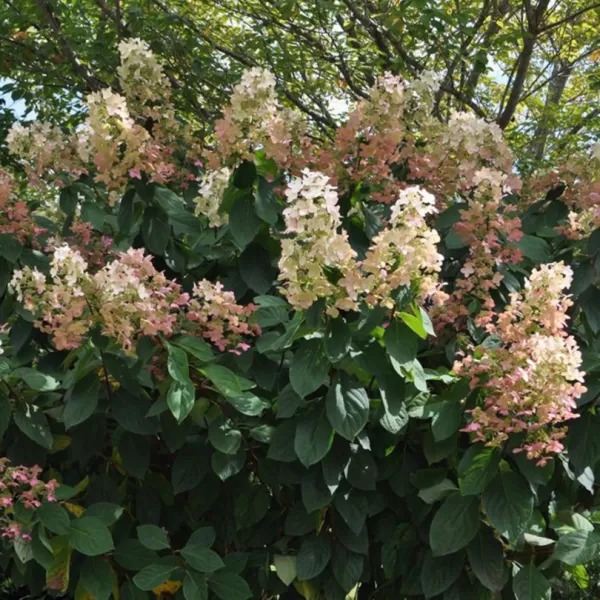 Hydrangea paniculata 'Pink Diamond' km.100c C 10 L