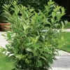 Prunus laurocerasus 'Novita' 40-60 C3L