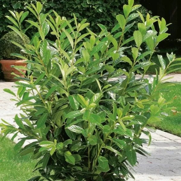 Prunus laurocerasus 'Novita' 40-60 C3L