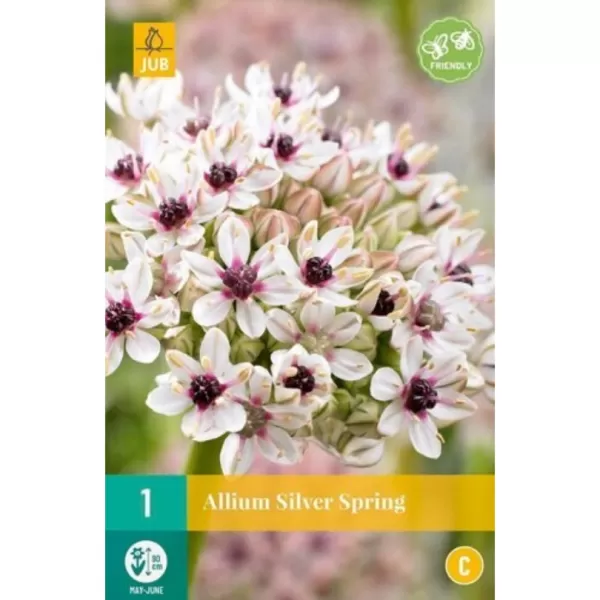 Karta - Česnek - Allium Silver Spring (1 cibule) "B"