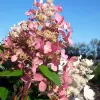 Hydrangea paniculata 'Pink Diamond' km.100c C 10 L