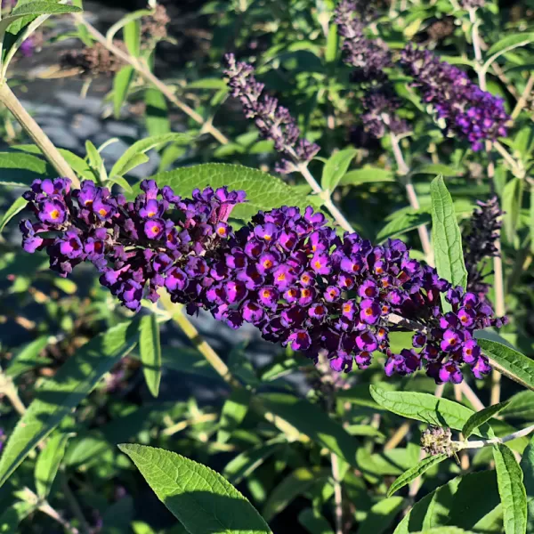 Buddleja davidii 'Black Knight' 30-40 C2L