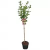 Hydrangea paniculata 'Kyushu' km.100c C 10 L