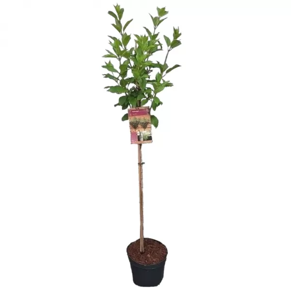 Hydrangea paniculata 'Kyushu' km.100c C 10 L