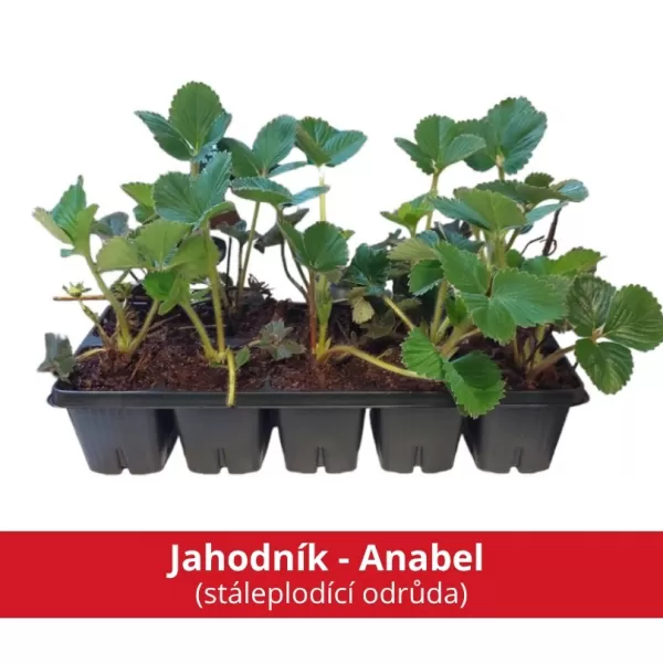 Jahodník - Anabel (stáleplodící odrůda)