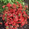 Azalea (J) 'Stewartstown' 20-25 C2L