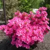 Azalea (J) 'Amoena' 25-30 C4L