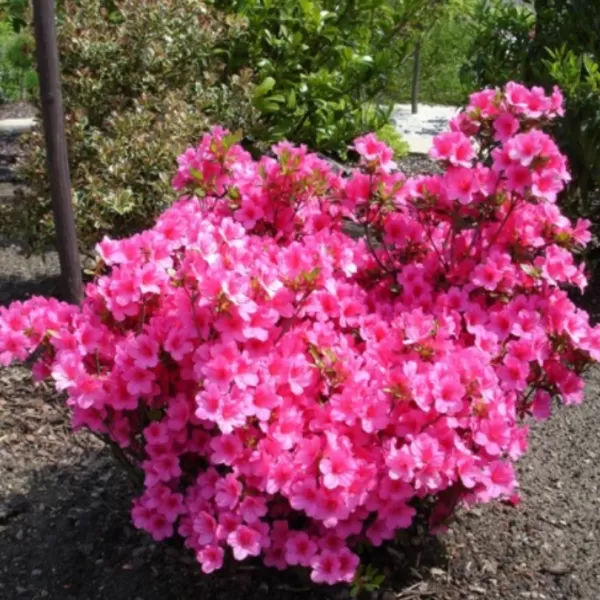 Azalea (J) 'Amoena' 25-30 C4L