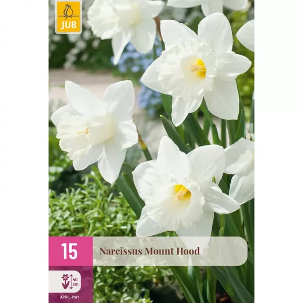Karta XXL - Narcis- Mount Hood (15 cibulí) "E"