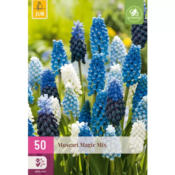 Karta XXL- Modřenec - Muscari Magic Mix (50 cibulí) "E"