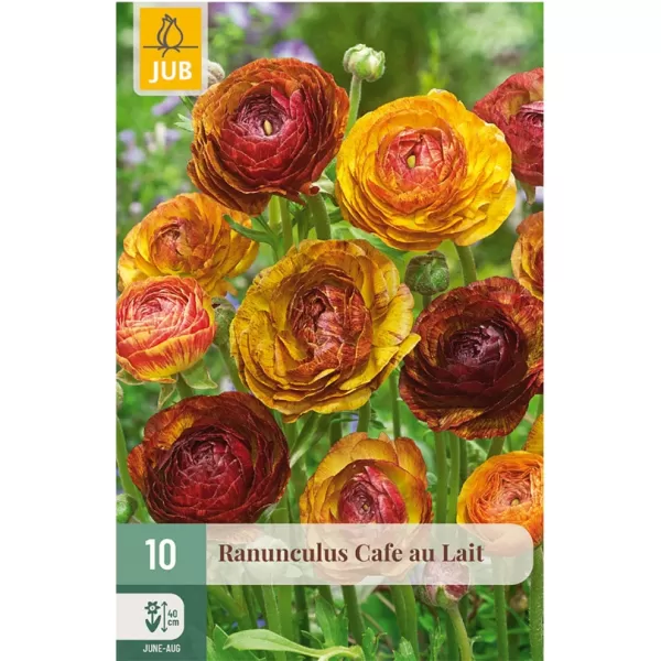 Karta - Pryskyřník - Ranunculus Cafe Au Lait (10 cibulí) "B"