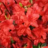 Azalea (J) 'Stewartstown' 20-25 C2L