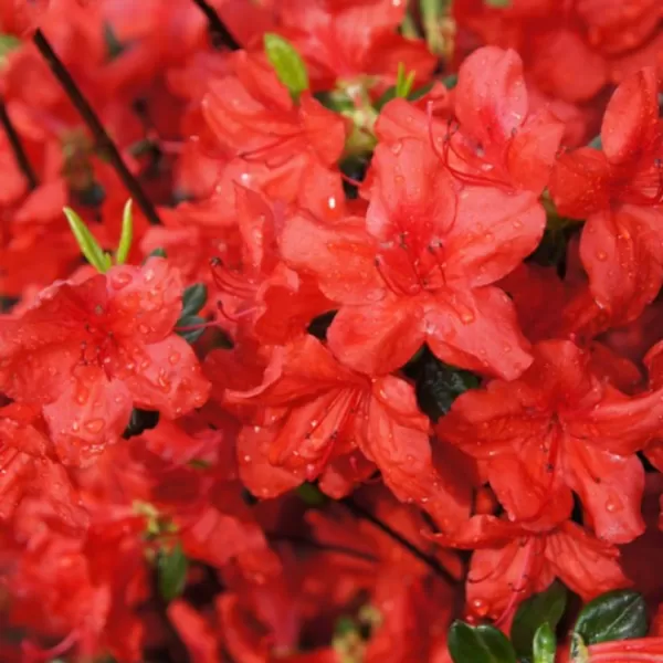 Azalea (J) 'Stewartstown' 20-25 C2L