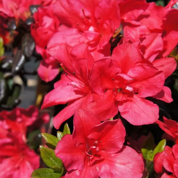 Azalea (J) 'Maruschka' 20-25 C2L