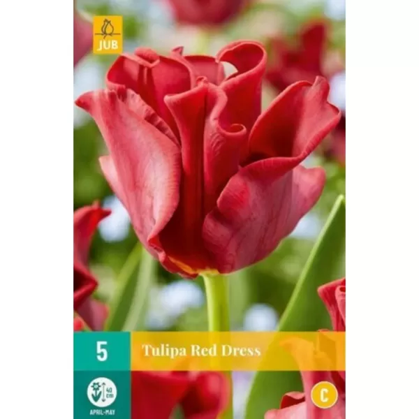 Karta - Tulipán - Red Dres (5 cibulí) "C"