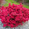 Azalea (J) 'Maruschka' 20-25 C2L