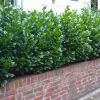 Prunus laurocerasus 'Novita' 40-60 C3L