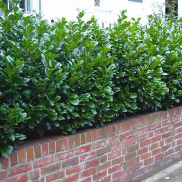 Prunus laurocerasus 'Novita' 40-60 C3L