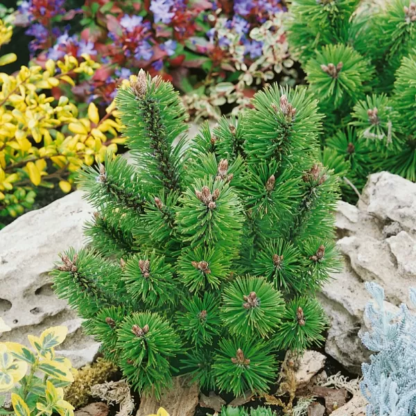 Pinus mugo 'Mumpitz' C13L