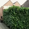 Prunus laurocerasus 'Novita' 40-60 C3L