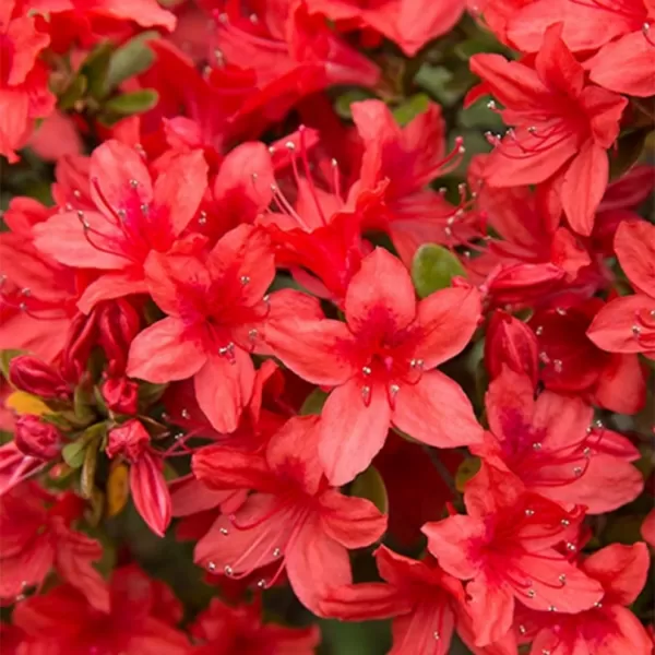 Azalea (J) 'Addy Wery' 20-25 C2L