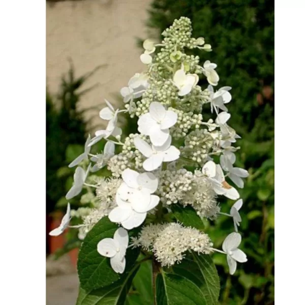 Hydrangea paniculata 'Kyushu' km.100c C 10 L