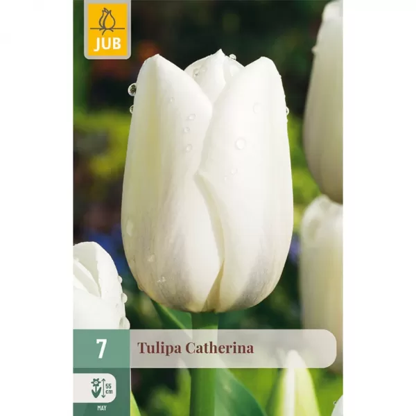 Karta - Tulipán - Catherina (7 cibulí) "C"