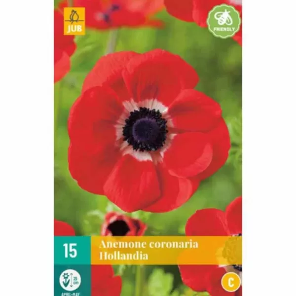 Karta - Sasanka - Anemone Coronaria Hollandia NJ (15 cibulí) "B"