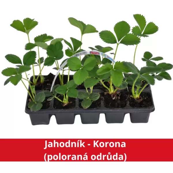 Jahodník - Korona (poloraná odrůda)