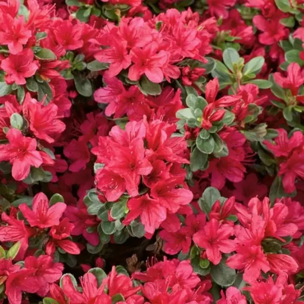 Azalea (J) 'Ageeth' 20-25 C2L