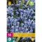 Karta - Ladoňka - Scilla Siberica ( 50cibulí ) E