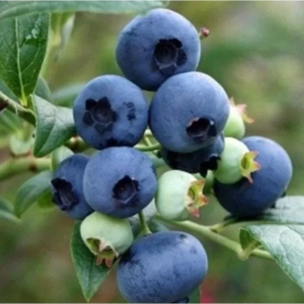 Vaccinium corymbosum 'Hortblue Petite'® 40-60 VKR 4 L