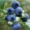 Vaccinium corymbosum 'Hortblue Petite'® 40-60 VKR 4 L