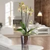 Obal čirý na orchidej JMIT 14cm - 1,3l imitace skla