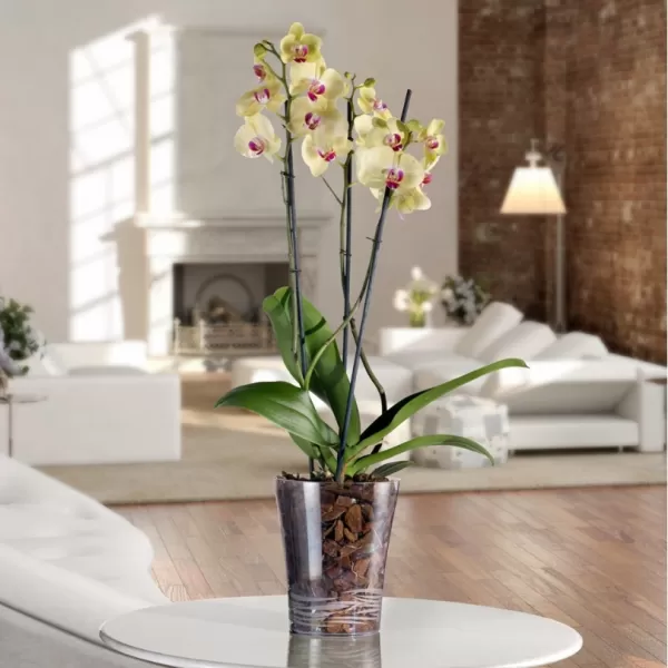 Obal čirý na orchidej JMIT 14cm - 1,3l imitace skla
