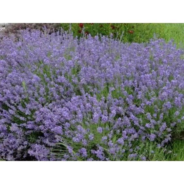 Lavandula angustifolia 'Essence Purple' C5L