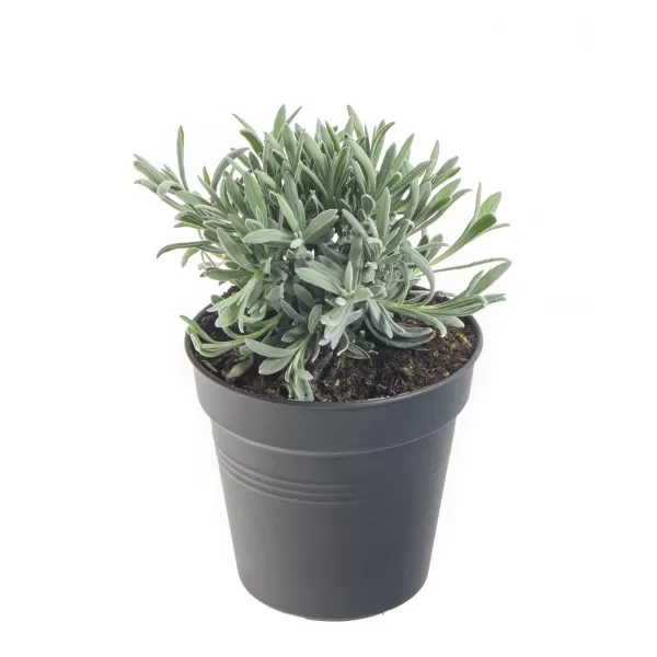 Levandula angustifolia 'Alba' 10-15 C1,5L