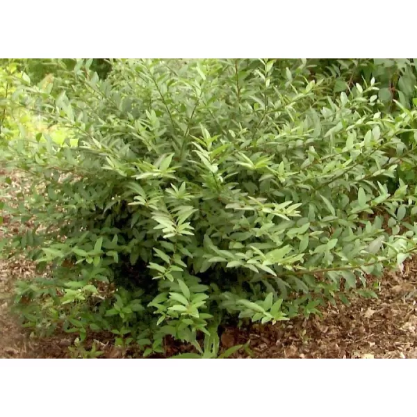 Ligustrum vulg. Lodense 15-20 C1,5L