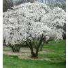 Magnolia stellata 'Royal Star' 40-60 C4L